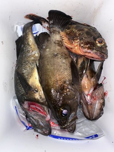 メバルの釣果