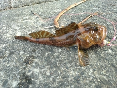 カジカの釣果