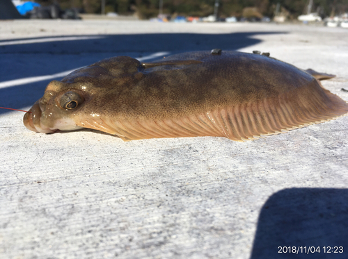 カレイの釣果