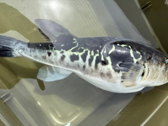 トラフグの釣果