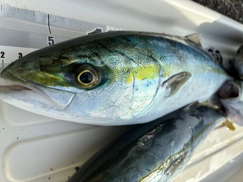 イナダの釣果