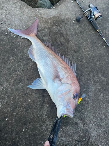 タイの釣果