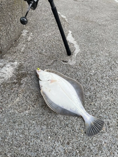 イシガレイの釣果