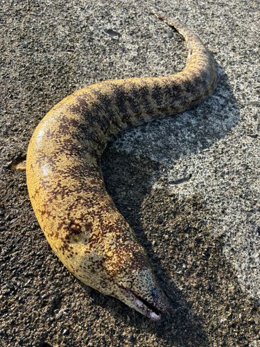 ウツボの釣果