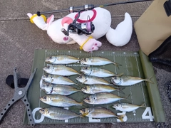 マアジの釣果