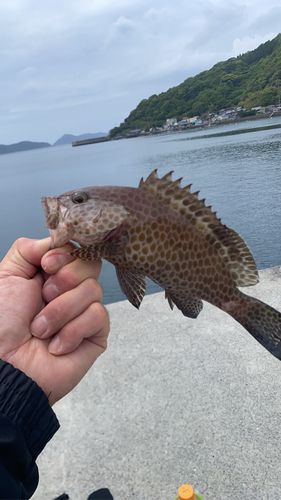 オオモンハタの釣果