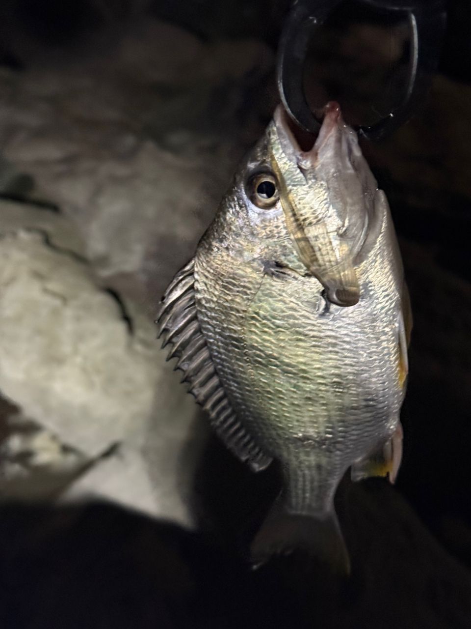 DAIWA 21モアザン ブランジーノ EX AGS 87LMLの最安値・インプレ・釣果