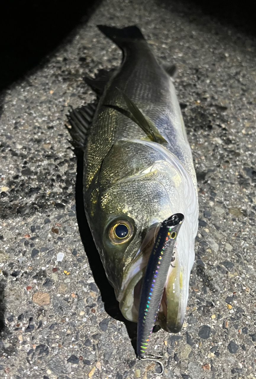 SHIMANO 18ディアルーナ S90Lの最安値・インプレ・釣果 | 本音の口コミ
