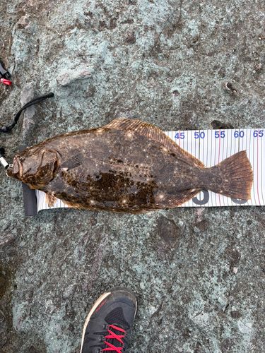 ヒラメの釣果