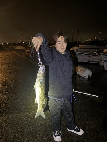 ボラの釣果