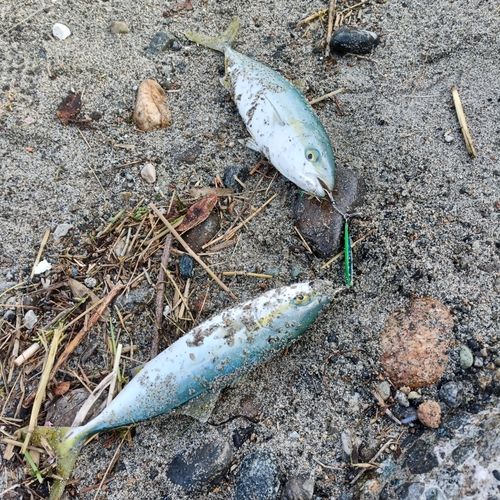 ツバイソの釣果