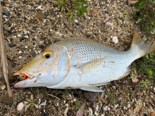 タマンの釣果