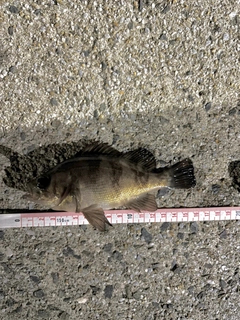 メバルの釣果