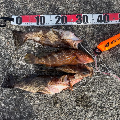 キジハタの釣果