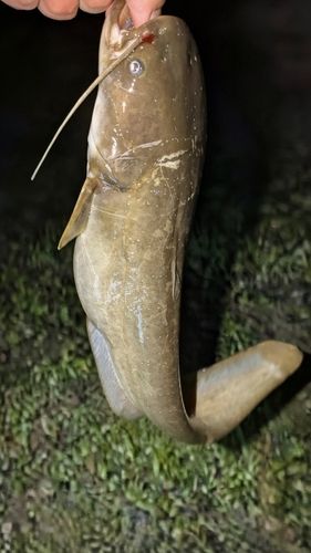 ナマズの釣果