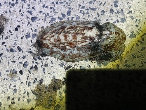 コウイカの釣果