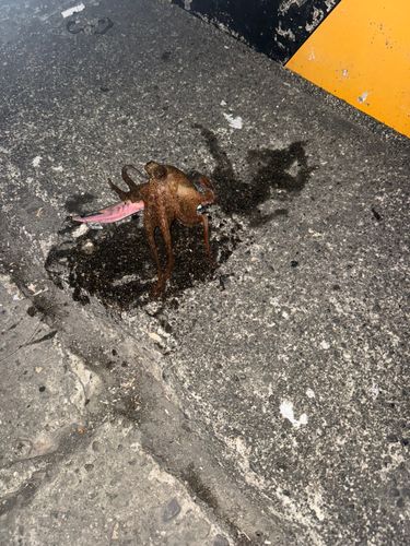 タコの釣果