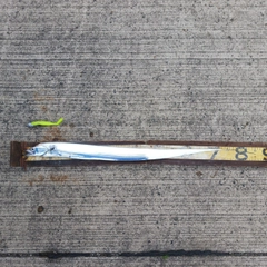 タチウオの釣果