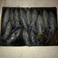 モイカの釣果