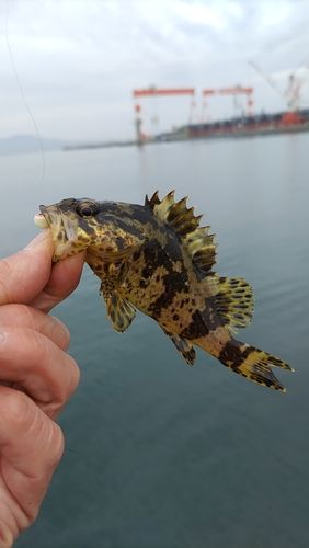 タケノコメバルの釣果