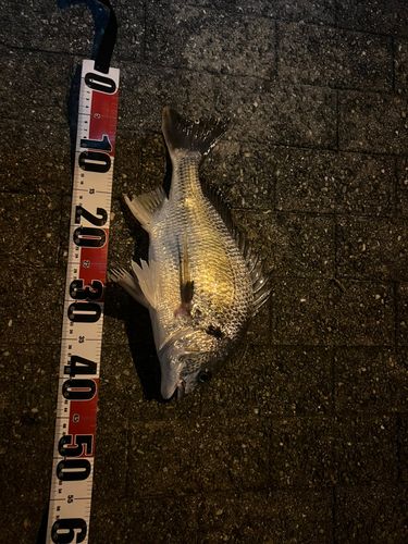 キチヌの釣果
