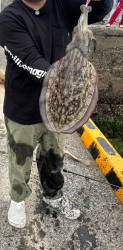 モンゴウイカの釣果