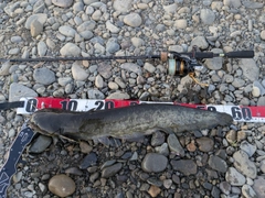 ニホンナマズの釣果