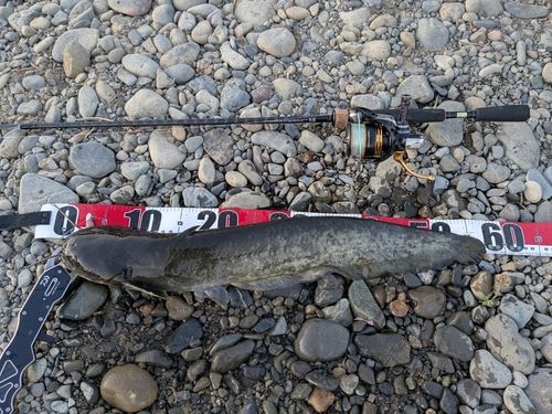 ニホンナマズの釣果