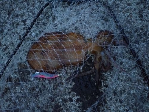 ミズイカの釣果