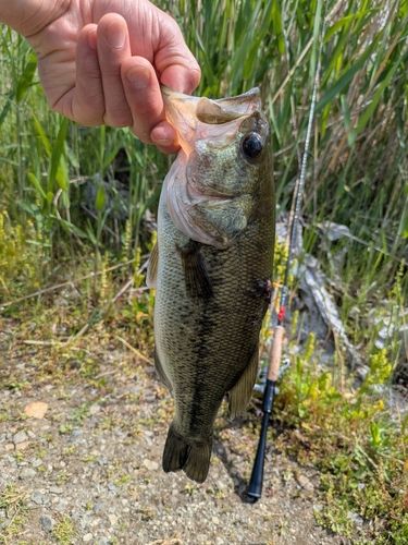 ラージマウスバスの釣果
