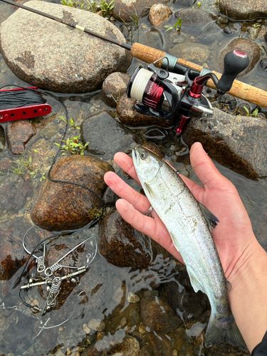 サツキマスの釣果