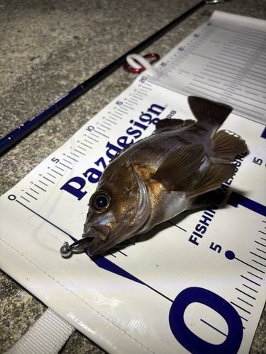 メバルの釣果