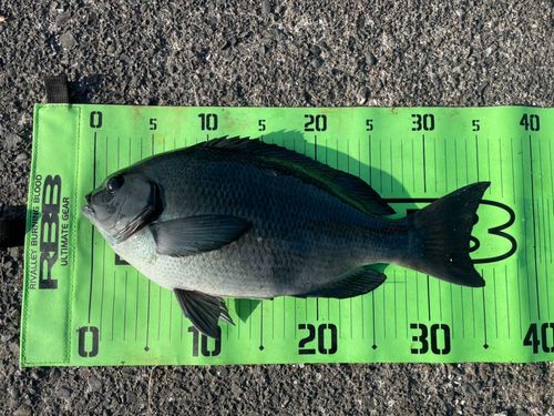 メジナの釣果