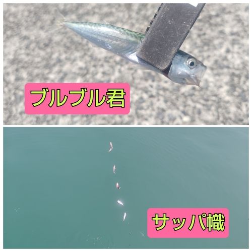 サバの釣果