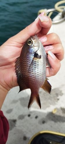 スズメダイの釣果