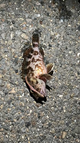 メバルの釣果