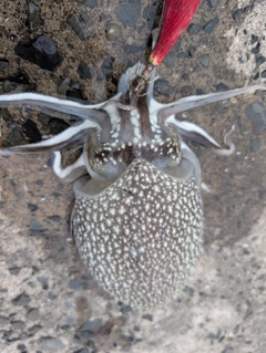 シリヤケイカの釣果