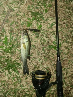 ラージマウスバスの釣果
