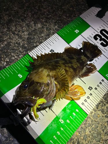 カサゴの釣果