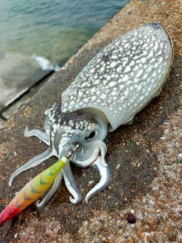 シリヤケイカの釣果