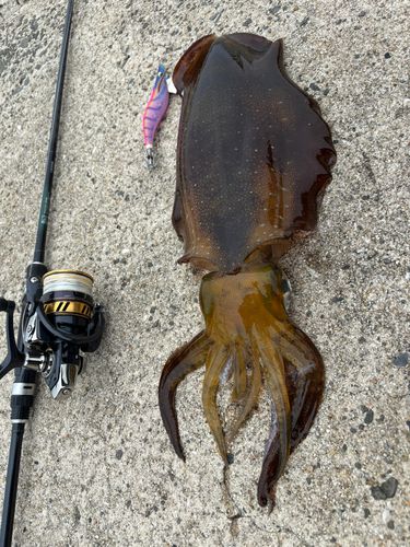 アオリイカの釣果