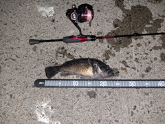 クロソイの釣果