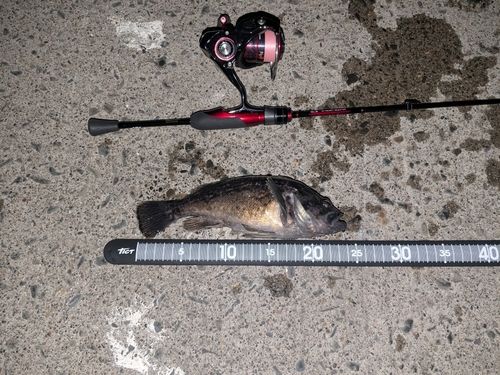 クロソイの釣果