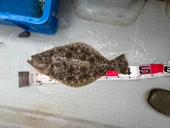 ヒラメの釣果