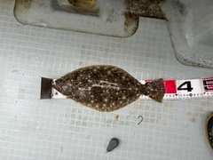 ヒラメの釣果