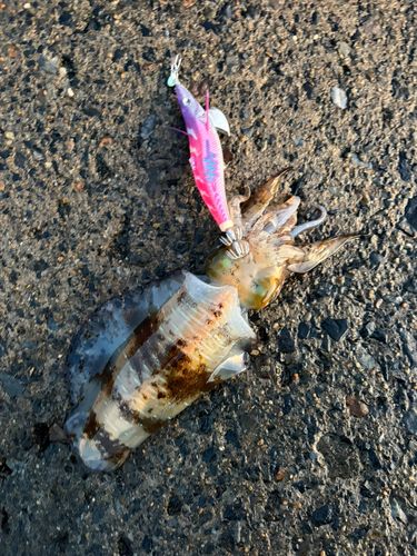アオリイカの釣果