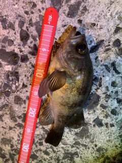 メバルの釣果