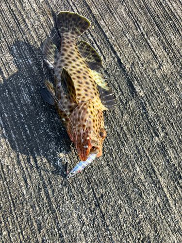 シロブチハタの釣果