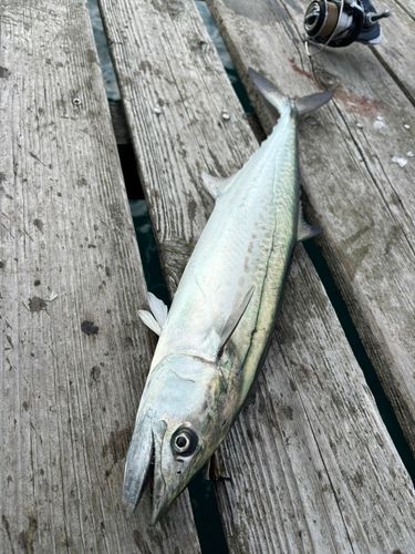 サゴシの釣果