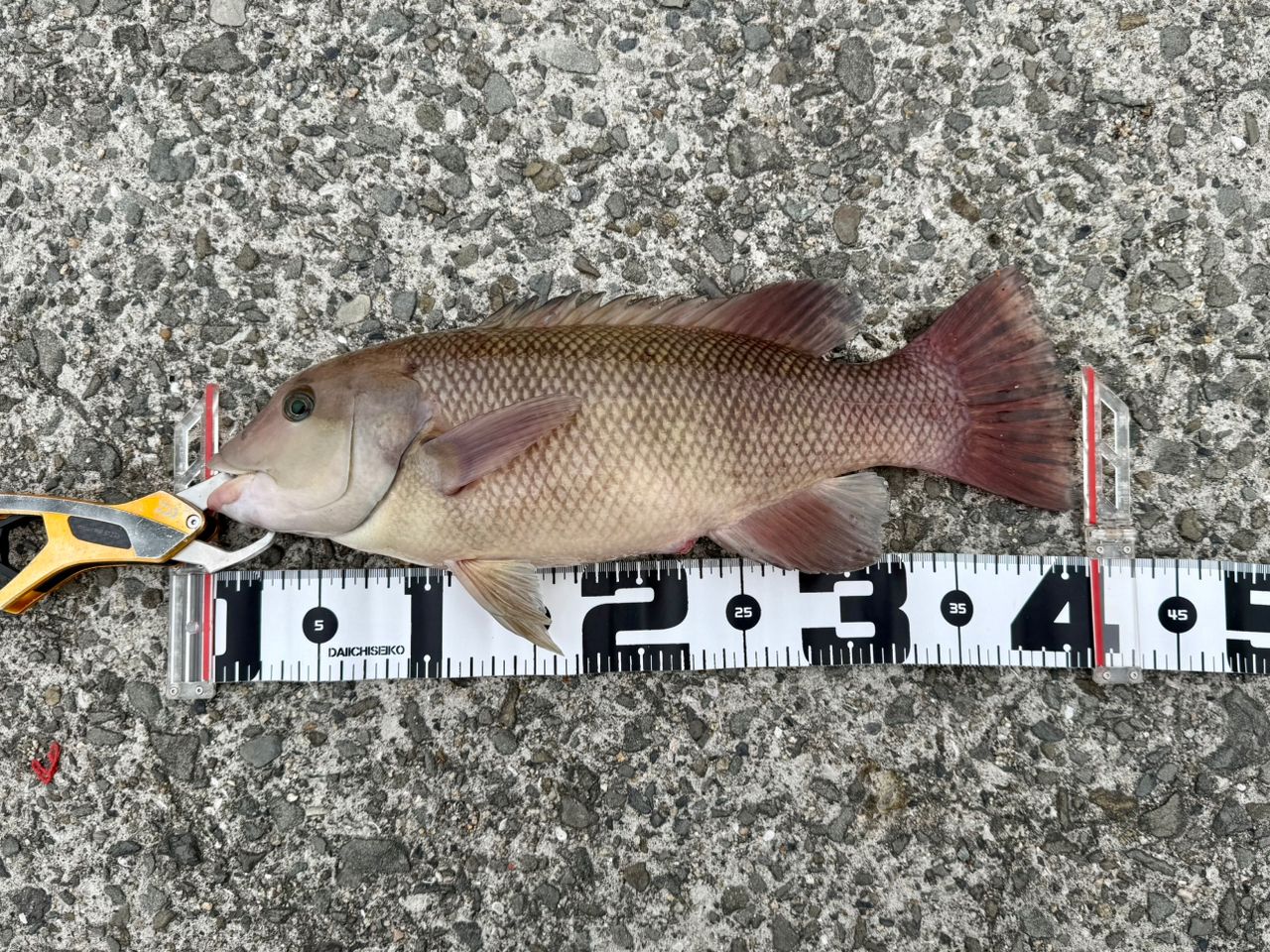 DAIWA 19剛弓 カゴB 遠投 4-57B遠投・Yの最安値・インプレ・釣果